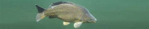 Karpfenangeln am Lot - Fischfang Videos | Angelvideos