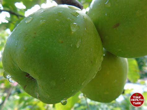 9 Amazing Health Benefits Of Green Apples