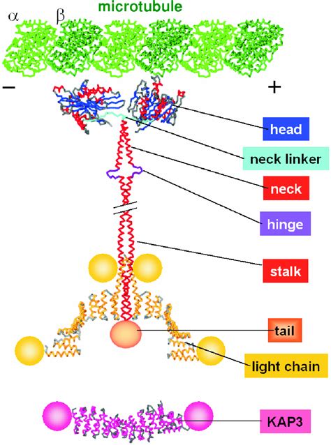 Figure From The Structure Of Microtubule Motor Proteins Semantic