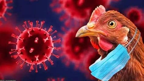 Who Issues Alarming Warning Says Recent Bird Flu Outbreak Can Infect Humans Easily