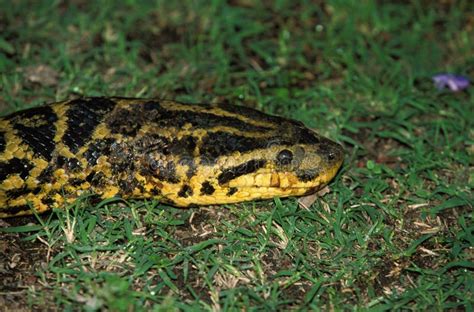 Anaconda Vert Eunectes Murinus Stock Photo Image Of Green Adult