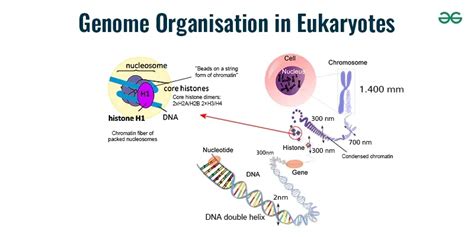 Eukaryotic Genome Organisation - An Overview - GeeksforGeeks