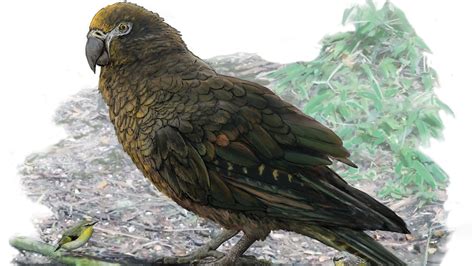 Giant Parrot Fossil Shows Creature That Weighed About 15 Pounds : NPR