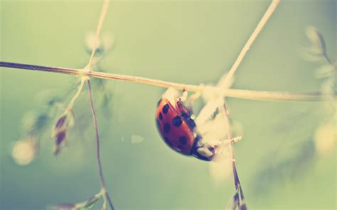 Macro Photography Of Red Ladybug Hd Wallpaper Wallpaper Flare