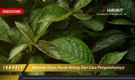 Banyak Yang Belum Tahu Inilah Manfaat Daun Pecah Beling Dan Cara