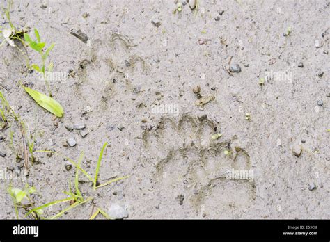 Overlapping Badger tracks. Meles meles, alongside fox track in mud ...