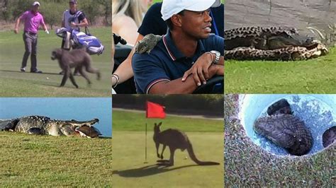 Wild Animals on the Golf Course