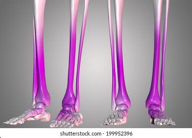 Human Lower Limb Skeleton Stock Illustration 199952411