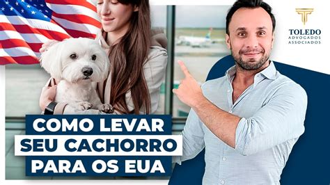 Como Levar Seu Cachorro Para Os Estados Unidos Youtube