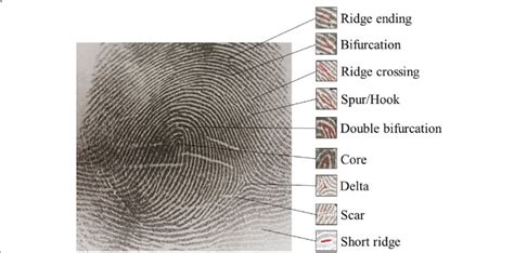 Fingerprint Identification Chart