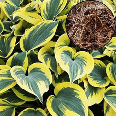 Hosta Ben Vernooij ® Hosta Vaste Plant Voor Tuin Terras En Balkon