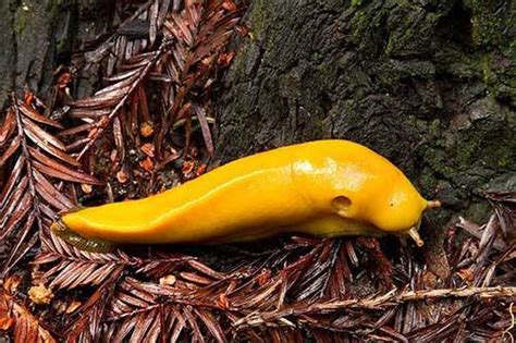 Types Of Slugs Gardeners Encounter Simplify Gardening