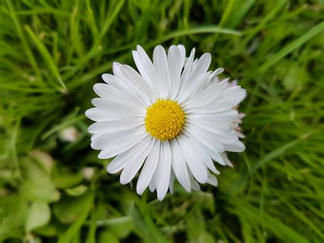 Banco de imagens grama plantar campo Prado flor pétala