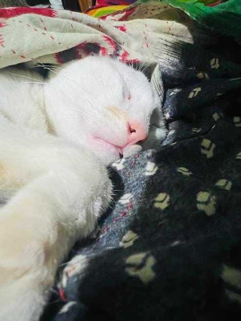 Un Gato Blanco Durmiendo Sobre Una Manta Foto Premium