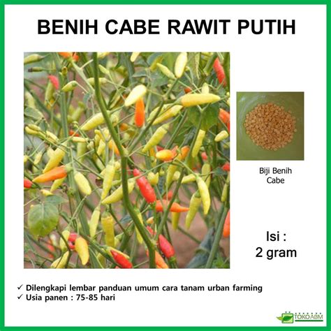 Jual Benih Sayuran Biji Benih Cabai Cabe Rawit Putih Kemasan Repack