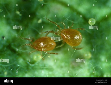 Predatory Mite Phytoseiulus Persimilis Used In The Control Of Red