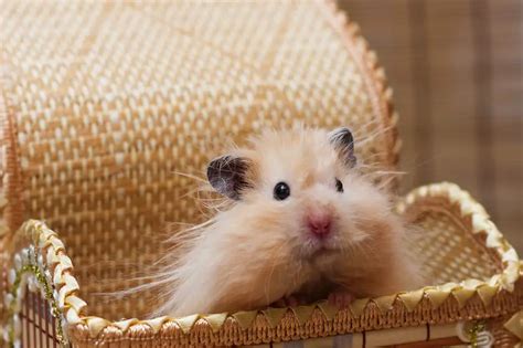 Teddy Bear Hamsters | 21 Amazing Hamster Facts! | Hutch and Cage