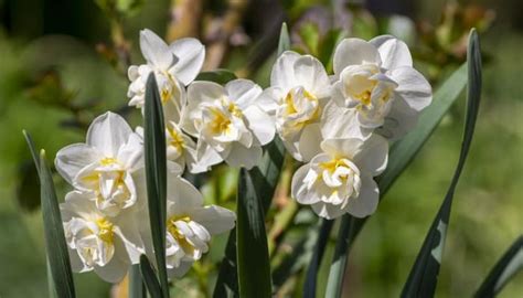 Daffodil Colors And Color Combinations Plus Flower Types