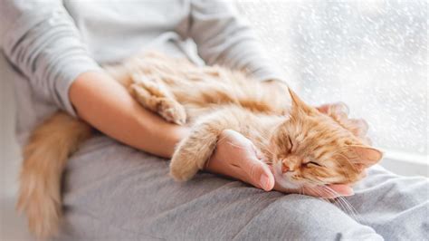 Gatos en invierno Cómo protegerles ante el frío