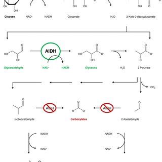 Function of glyceraldehyde dehydrogenase (AlDH) in our synthetic... | Download Scientific Diagram