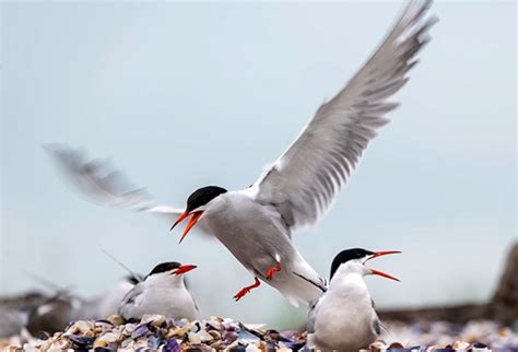 Manmade Common Tern breeding platform on Behance