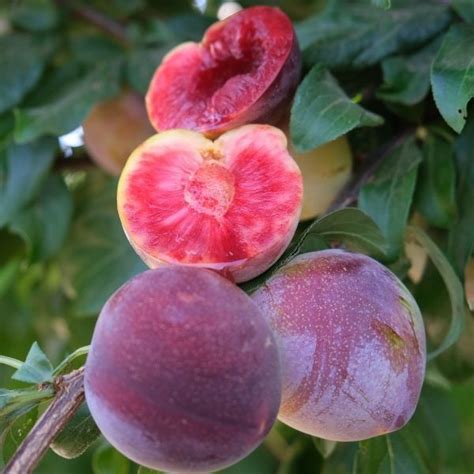 Choosing The Right Plum Trees Variety For Your Garden Shrubhub