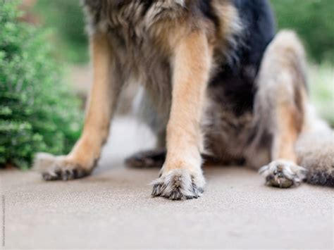 "Detail Of Furry Dog Paws" by Stocksy Contributor "Marta Locklear" - Stocksy