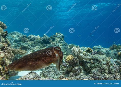 Cuttlefish on a Coral Reef in Philippines Stock Image - Image of ...