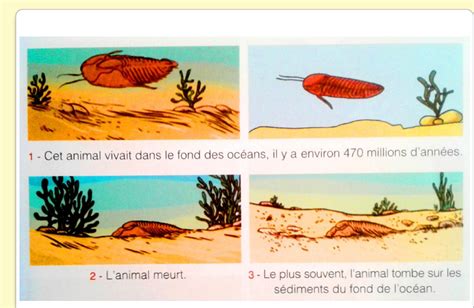 SVT-GHANDI: Fossiles et Fossilisation