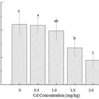 Effects Of Different Concentrations Of Cadmium On Chlorophyll Content