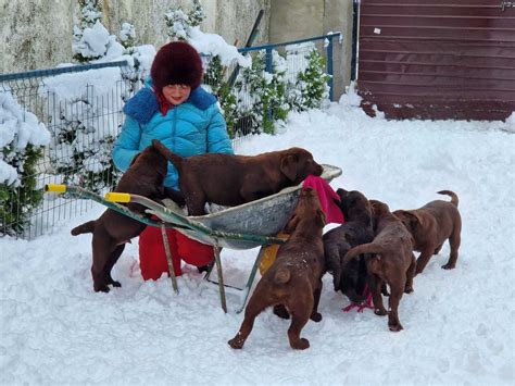 Labrador Cu Pedigree A 4 Luni Bucuresti Sectorul 5 OLX Ro