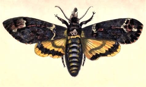 Public Domain Death's Head Hawkmoth Drawing