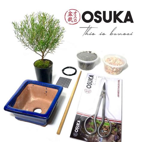 Bonsai Starter Kits - The Bonsai Master