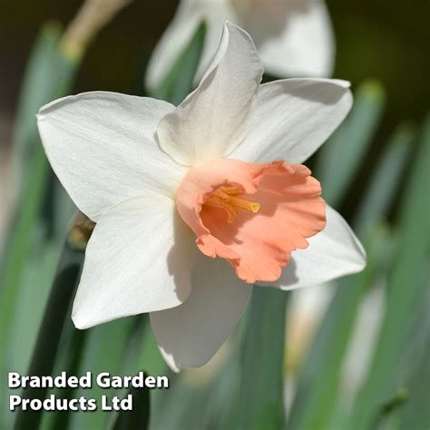 Narcissus Pink Pride Van Meuwen