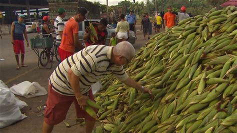 Doze milhões de espigas de milho devem ser comercializadas na Ceasa