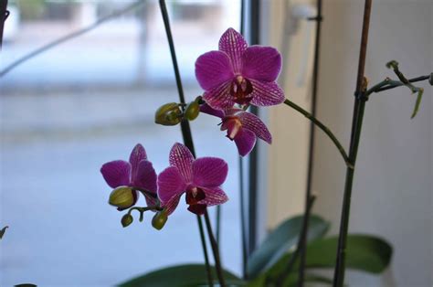 Comandă Orhidee Phalaenopsis Online Plante De Cameră în Chișinău Moldova