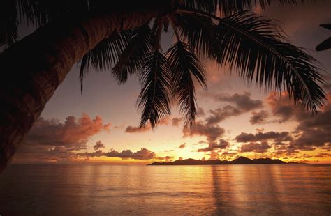 Beach Sunset With Palm Trees Wallpaper