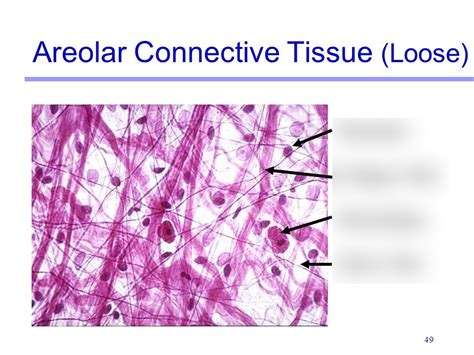 Areolar Connective Tissue Diagram Quizlet