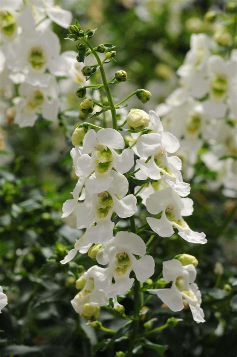 Angelonia - Archangel White