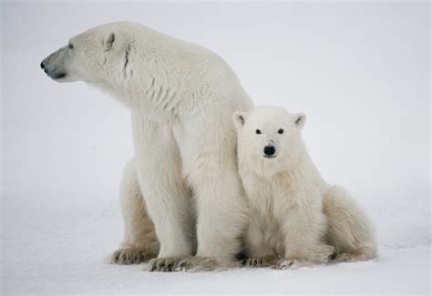 Premium Photo | Polar bear with a cubs in the tundra. Canada.