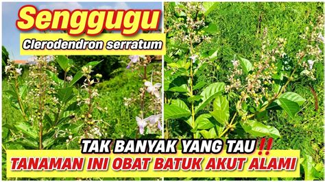 senggugu manfaat tanaman tak   tau srigunggu