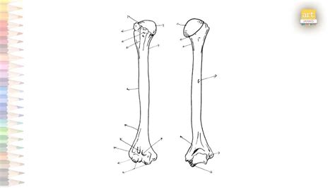 Science Diagrams Upper Arms Outline Drawings Human Anatomy Line