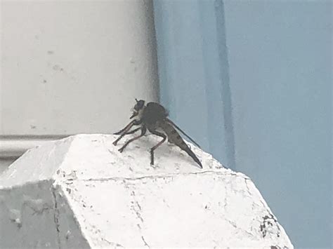This crazy fly-like insect : r/whatsthisbug