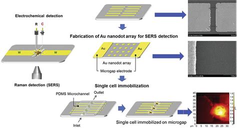 SERS Application For Analysis Of Live Single Cell IntechOpen