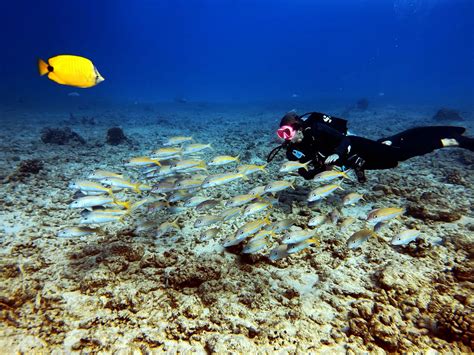 Oahu Snorkeling Tours | Best Snorkel Tours To Do on Oahu