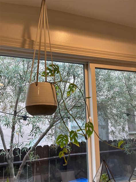 Best hanging plant for a south facing window in Los Angeles : r/houseplants