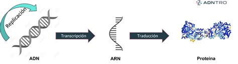 Replicación transcripción y traducción del ADN