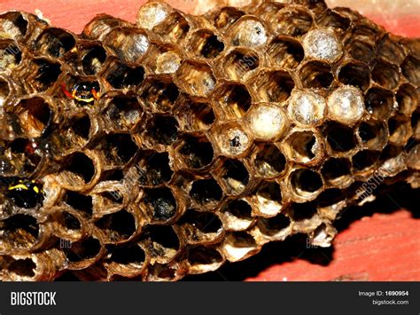 Yellow Jacket Nest2 Image & Photo (Free Trial) | Bigstock