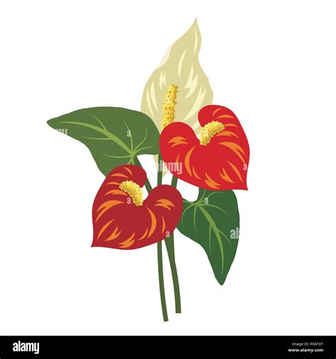 Nature Flower Red Anthurium Flamingo Flower Vector Botanic Garden