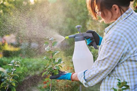 Woman In Garden With Spray Gun Spraying Young Trees With Preparations